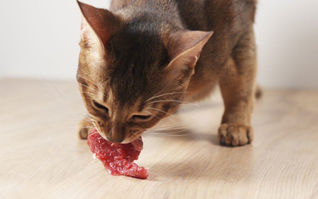 Dürfen Katzen Schweinefleisch essen? 