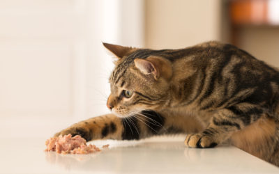 Selber kochen für Katzen – Fleisch roh oder gekocht verfüttern?