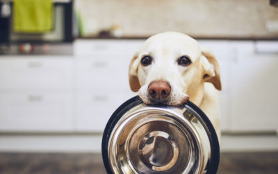 Wie viel sollte ein Hund am Tag essen?