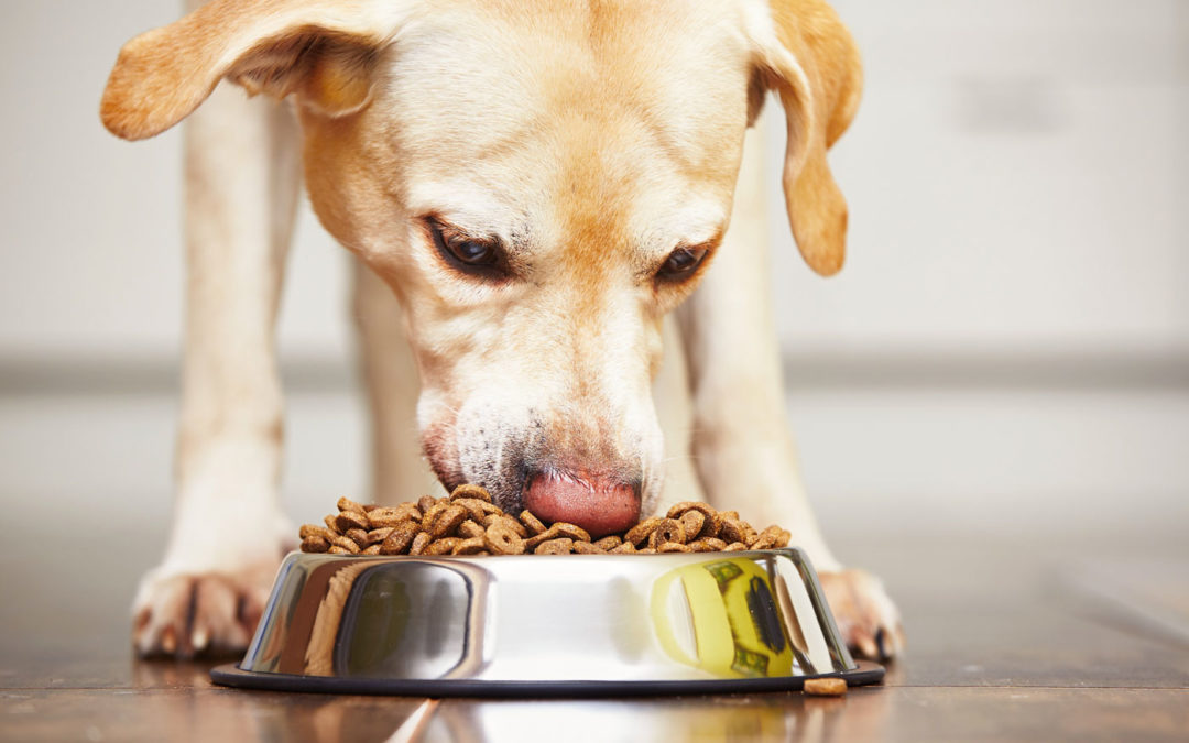 Gesundes Trockenfutter für Hunde