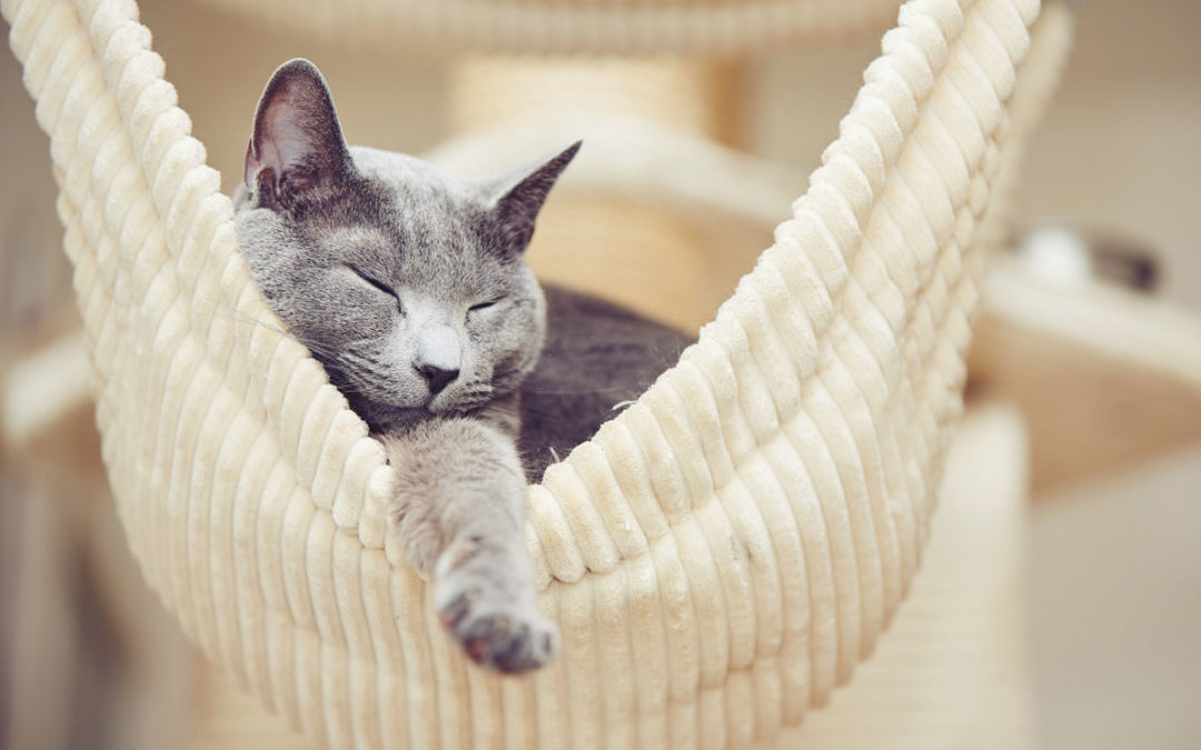 Wo schlafen Katzen am liebsten?