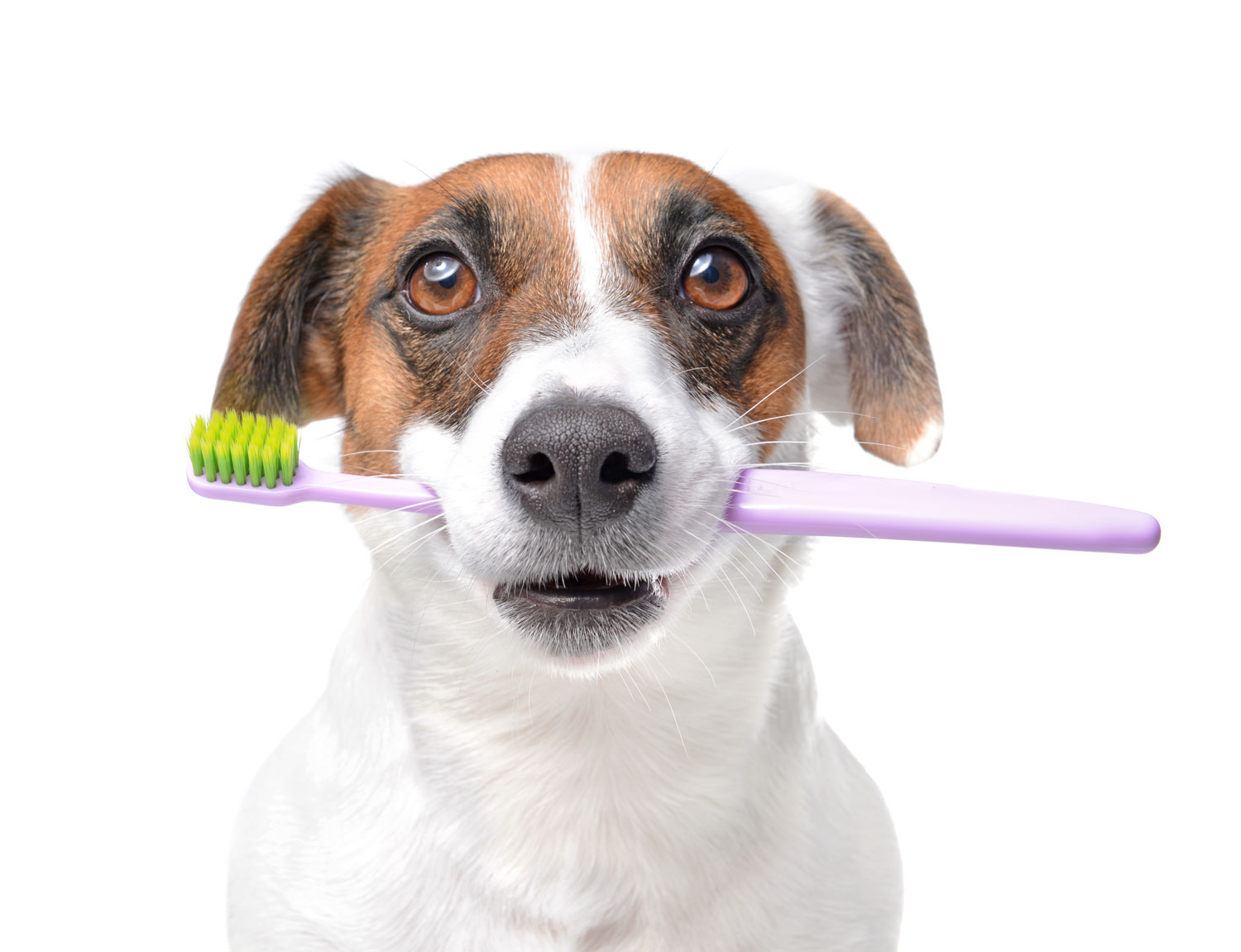 Hunde-Zahnpflege