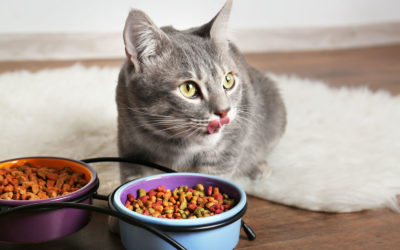 Trockenfutter für deine Katze