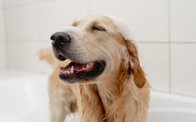 Hundeshampoo – worauf es bei der Fellpflege ankommt