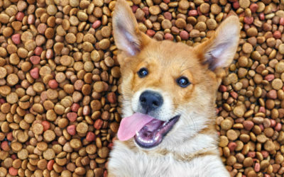 Trockenfutter für Hunde: Ein Leitfaden für Hundehalter